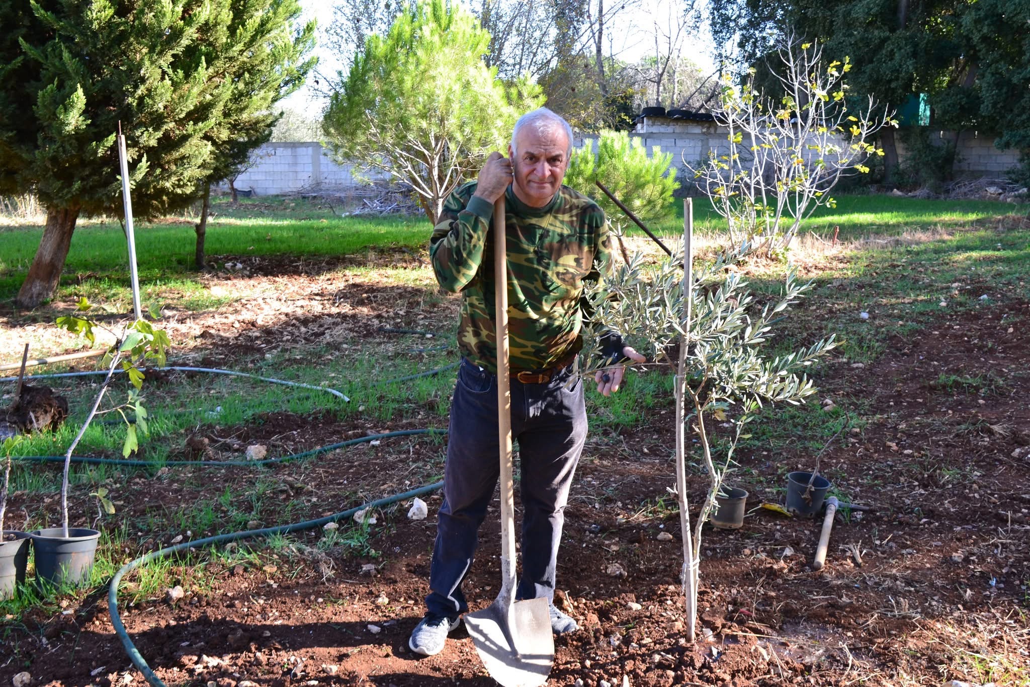 Planting an olive tree in the family grove